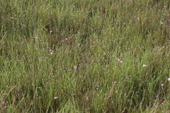 Eriocaulon quinquangulare